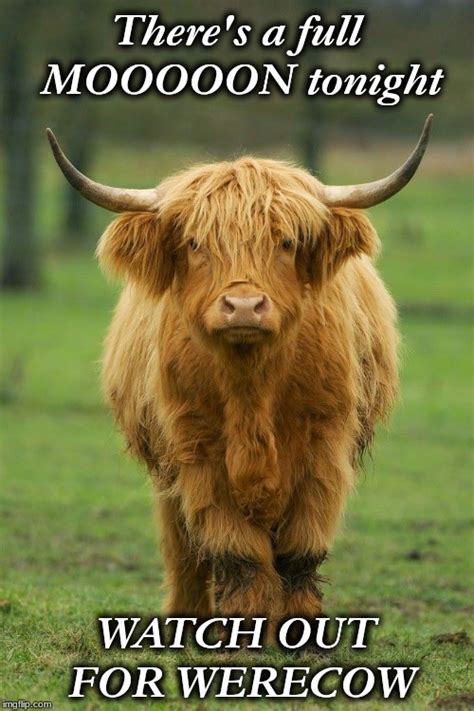 cowbell meme|funny highland cow memes.